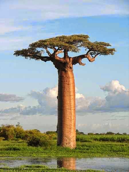 baobab yağı, cilt bakımı, saç bakımı